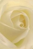 This evocative image places you within the delicate heart of a cream-white rose, each unfurling petal inviting the senses to explore its soft, dew-kissed surface. The visual composition draws you into the bloom's very soul-gentle spirals of ivory, edged with the faintest blush of lemon, recall peaceful mornings along the banks of the Thames in Twickenham. Subtle shadows settle between the folds, adding depth and a quiet sense of drama without ever disturbing the rose's serenity. There is an air of peace reminiscent of a thoughtful gesture offered on a tranquil morning-a bouquet chosen to express sympathy, mark a new beginning, or simply convey admiration. The understated yet sweet fragrance whispers through the scene, its presence hinted in the imagined stillness of a Twickenham florist's studio as a bouquet is arranged with compassion and artistry. In this close perspective, the rose's pure elegance and the emotional care woven into its arrangement become inseparable, making it the ideal symbol for moments of reverence and heartfelt connection across the local community.